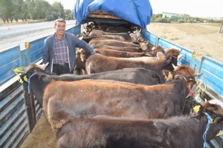 Yozgat’ta kurbanlık sevkiyatlarına yönelik denetimler artırıldı