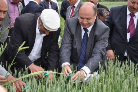 Yozgat'ta Süne Ve Kımıl Mücadelesi Başladı