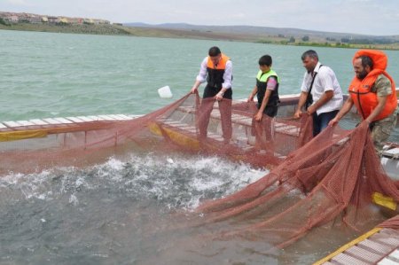 Yozgat’ta Yıllık Balık Üretimi 230 Tona Ulaştı