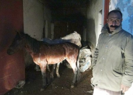 Yüksek ot fiyatları, atları dışarıda bıraktı, Kaymakam seferber oldu