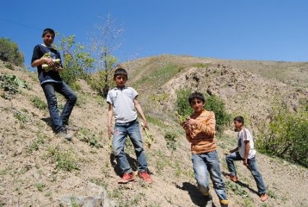 Yüksekova'da her derde deva bitki uçkun toprakta kendini gösterdi