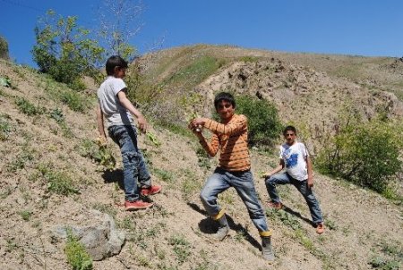 Yüksekova'da her derde deva bitki uçkun toprakta kendini gösterdi