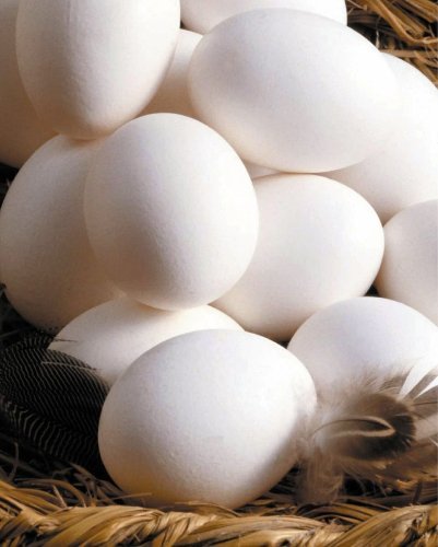 Yumurta ihracatı 500 milyon dolara koşuyor
