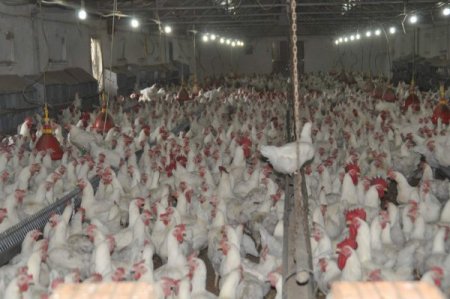 Yumurta üreticileri: Fiyatlar birkaç hafta içerisinde normale dönebilir