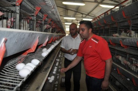 Yumurta üreticileri: Fiyatlar birkaç hafta içerisinde normale dönebilir