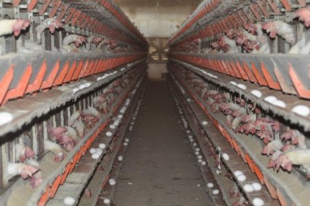 Yumurta üreticileri: Fiyatlar birkaç hafta içerisinde normale dönebilir