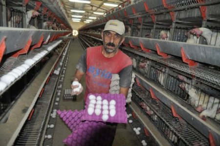 Yumurta üreticileri: Fiyatlar birkaç hafta içerisinde normale dönebilir