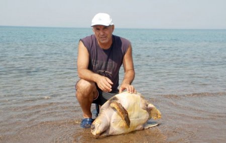 Yumurtalamak İçin Dikili'yi Seçen Caretta Caretta Ağlara Takılarak Öldü