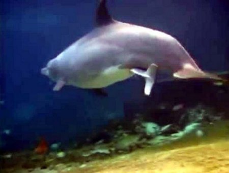 Yunusun doğum anı böyle görüntülendi