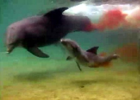 Yunusun doğum anı böyle görüntülendi