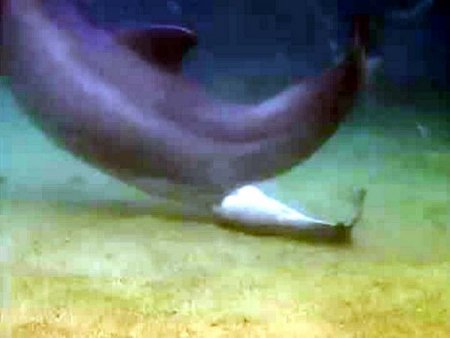 Yunusun doğum anı böyle görüntülendi