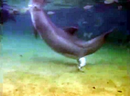 Yunusun doğum anı böyle görüntülendi