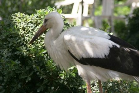 Yuvadan Düşen 'berduş' Uçmayı Unuttu