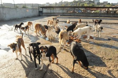 Zabıta El Koyduğu Simitleri Köpeklere Yedirdi