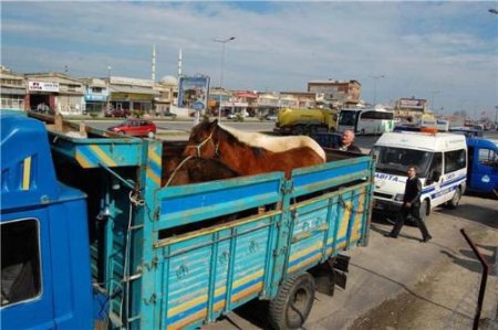 Zabıtanın At Operasyonu, Yasal İşlemle Bitti