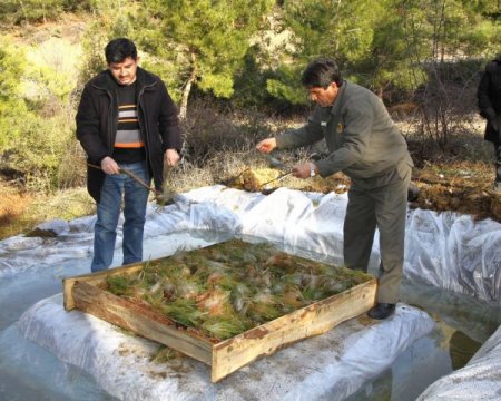 Zararlı böceklere karşı böcekle mücadele ediyorlar