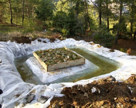 Zararlı böceklere karşı böcekle mücadele ediyorlar