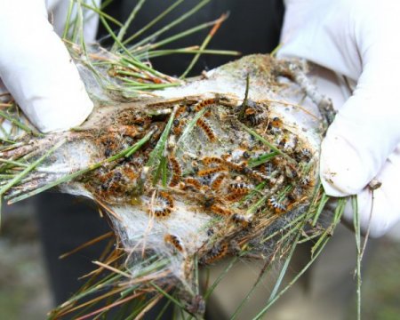 Zararlı böceklere karşı böcekle mücadele ediyorlar