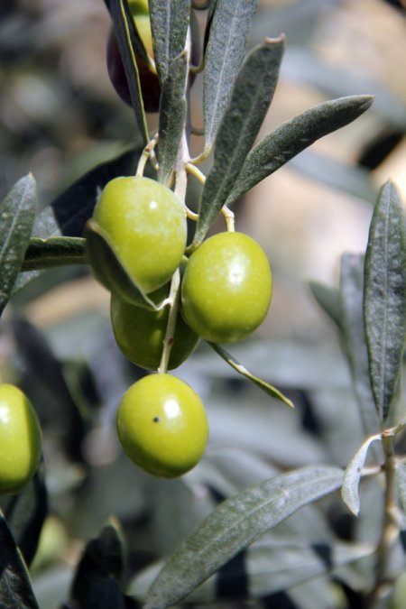 Zeytin, Muğlalı yüzlerce vatandaşın geçim kapısı
