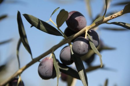 Zeytin, Muğlalı yüzlerce vatandaşın geçim kapısı