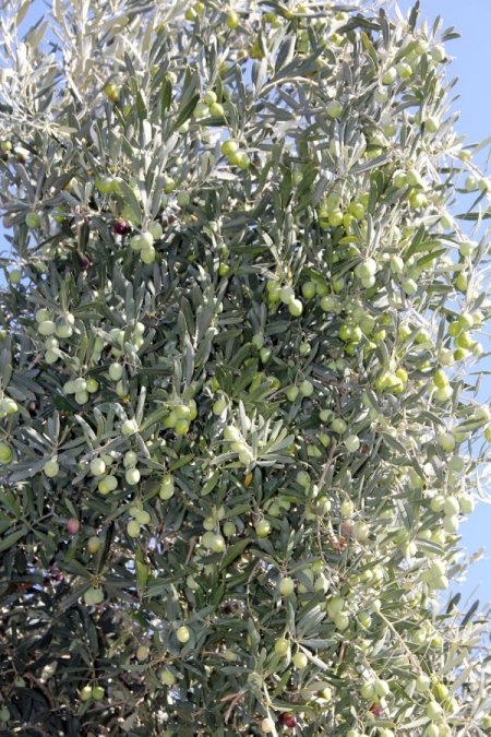 Zeytin, Muğlalı yüzlerce vatandaşın geçim kapısı