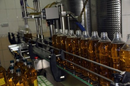 Zeytin, Muğlalı yüzlerce vatandaşın geçim kapısı