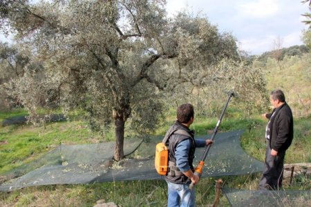 Zeytin, Muğlalı yüzlerce vatandaşın geçim kapısı
