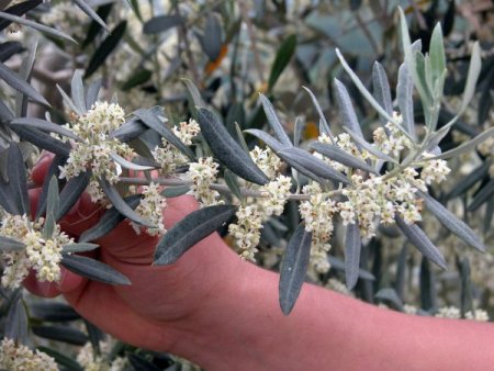 Zeytin, Muğlalı yüzlerce vatandaşın geçim kapısı
