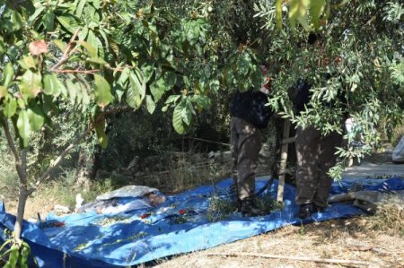 Zeytin ağacından düşen çiftçi hayatını kaybetti