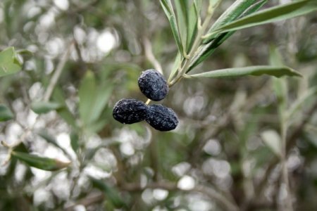Zeytin Dalında Kaldı