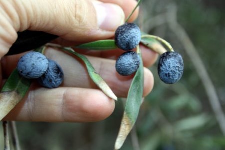 Zeytin Dalında Kaldı