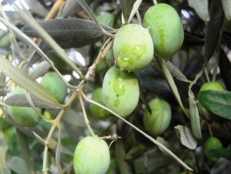 Zeytin Festivali'nde 15 yamaç paraşütçüsü aynı anda uçuş yapacak