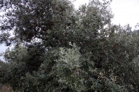 Zeytin üreticilerine budama kursu verildi