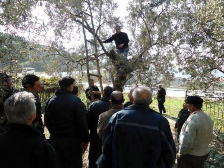 Zeytin üreticilerine budama kursu verildi