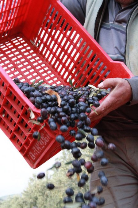 Zeytin üreticiyi dertli hem rekolte hem de fiyat düşük
