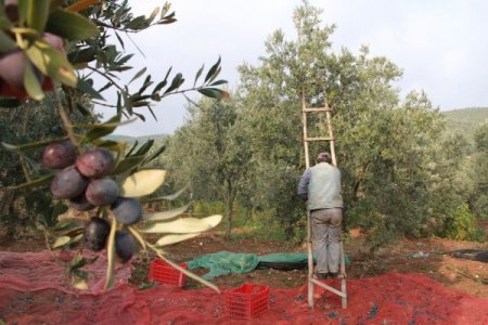 Zeytin üreticiyi dertli hem rekolte hem de fiyat düşük