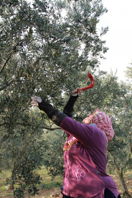 Zeytin üreticiyi dertli hem rekolte hem de fiyat düşük