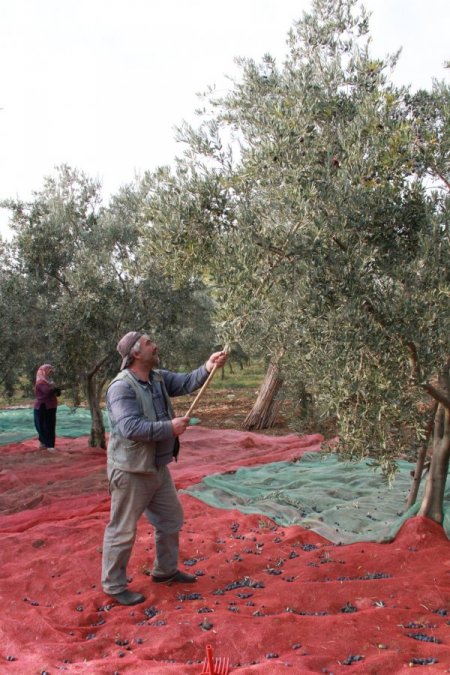 Zeytin üreticiyi dertli hem rekolte hem de fiyat düşük