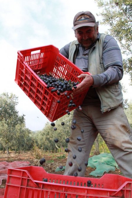 Zeytin üreticiyi dertli hem rekolte hem de fiyat düşük