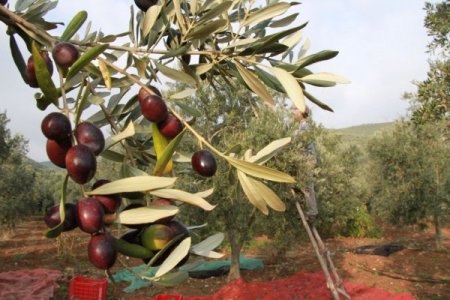 Zeytin üreticiyi dertli hem rekolte hem de fiyat düşük