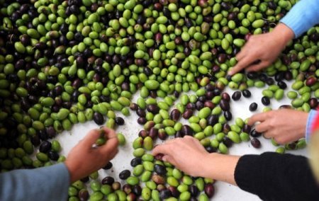 Zeytinci Sıkıntılı Günler Yaşıyor