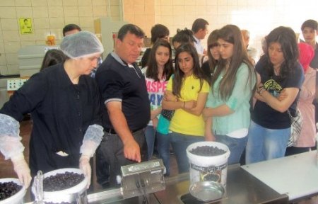 Zeytine dokunmak için Pendik'ten geldiler