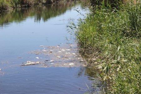 Zeytinli'de onlarca ölü balık dereleri doldurdu