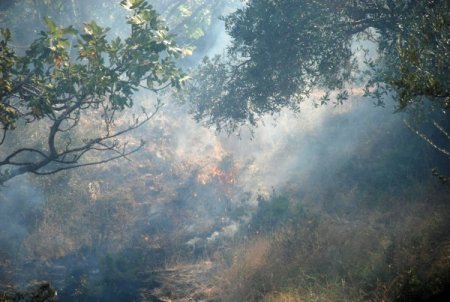 Zeytinlik alan zarar gördü