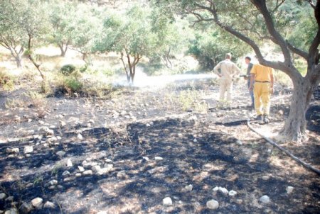 Zeytinlik alan zarar gördü