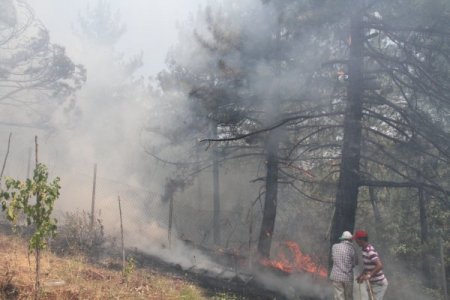 Zeytinlikte temizlik ateşi 25 dönümü tül etti