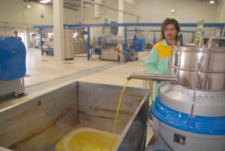 Zeytinyağı Üreticisi Çareyi Tariş’te Arıyor