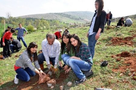 Zile’de 550 fidan toprakla buluştu