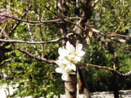 Zile'de Kiraz Ağaçları Stres Nedeniyle Çiçek Açtı