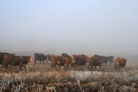 Zincirleme kazada 15 kişi yaralandı, danalar tarlaya saçıldı